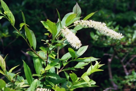 Itea virginica